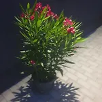 Familia Panzio & Apartmanhaz
