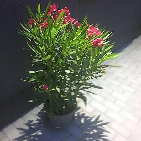 Familia Panzió&apartmanház Győr
